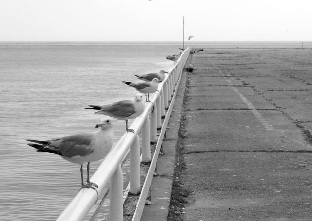 Gulls resting side by side on the railing of the Cobourg harbour pier